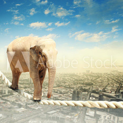 Elephant walking on rope