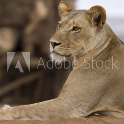 Lioness resting by the river