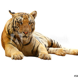 Tiger with clupping path