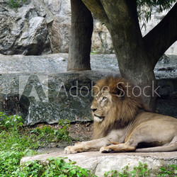 lion lies down for surveillance