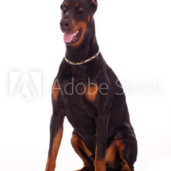 Great doberman dog