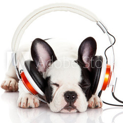dog listening to music with headphones isolated on white backgro