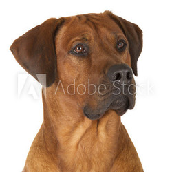 Rhodesian Ridgeback
