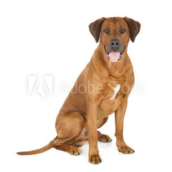 Rhodesian Ridgeback