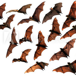 Colony of flying fox fruit bats in sky