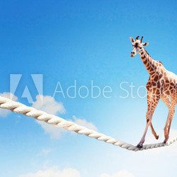Giraffe walking on rope