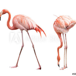Two flamingo