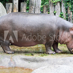 TIERE_1460_Flusspferd