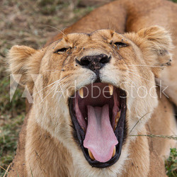 Gähnende Löwin