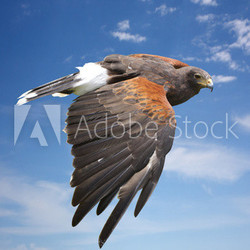 harrier hawk or eagle flying on blue sky