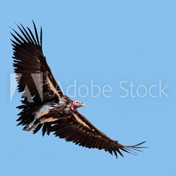 Lappet-faced vulture in flight