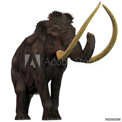 Woolly Mammoth on White