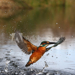 Kingfisher, Alcedo atthis