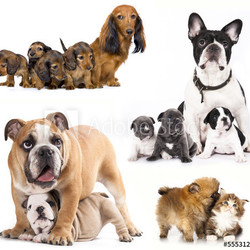 French bulldogs, puppy and dog mom.