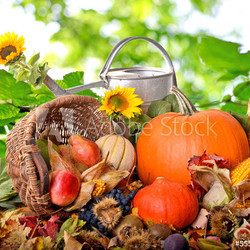 Herbst: Stillleben mit Gießkanne und Früchten