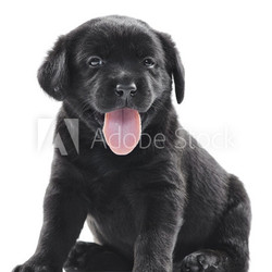 black labrador puppy dog