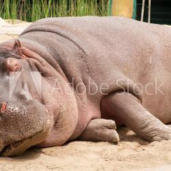Sleeping hippopotamus