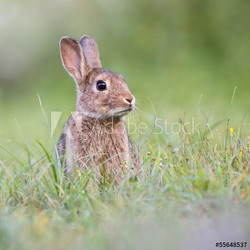 wild rabbit