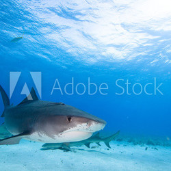 Tiger shark