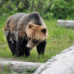 Grizzly bear, Alaska