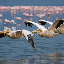 Great White Pelican (Pelecanus onocrotalus)