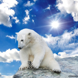 Young polar bear swimming