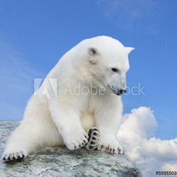 Young polar bear