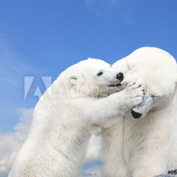 Young cute polar bear playing with his mother