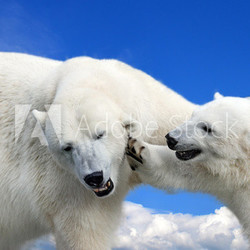 Young polar bear playing with his mother