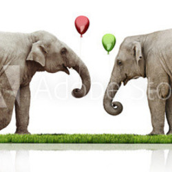 couple of the elephants