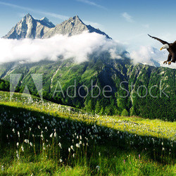 eagle in the Alps