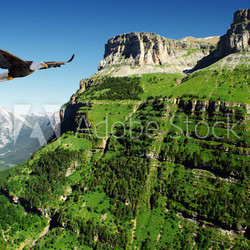 eagle in Ordessa Valley
