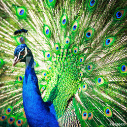 Splendid peacock with feathers out (Pavo cristatus)