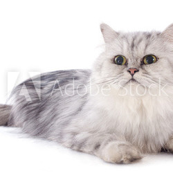 persian cat