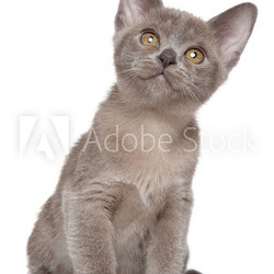 Burmese kitten portrait