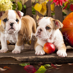 English bulldog and a pumpkin