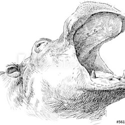 roaring hippopotamus