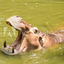 Hippo Hippopotamus