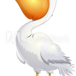 pelican