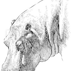 hippopotamus head