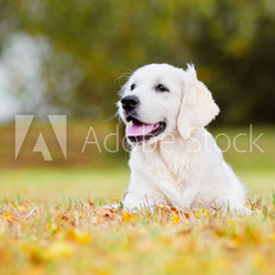 golden retriever puppy autumn portrait