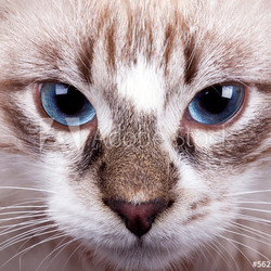 young blue-eyed cat