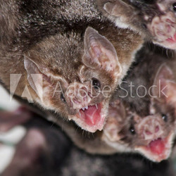 Common vampire bat (Desmodus rotundus) in a zoo