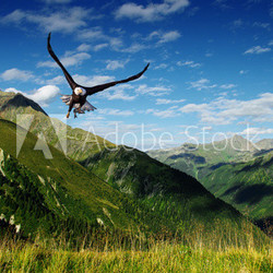 eagle flying above the mountains