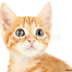 Cute little red kitten isolated on white