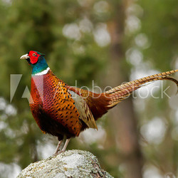The Cock Pheasant (Phasianus colchicus) on top