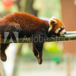 ailurus fulgens