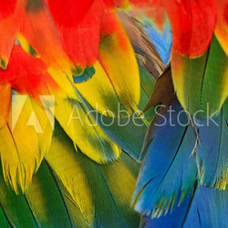 Scarlet Macaw feathers