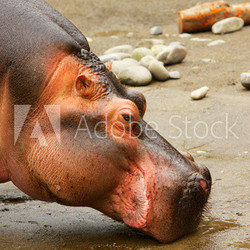 Hippo head Side view