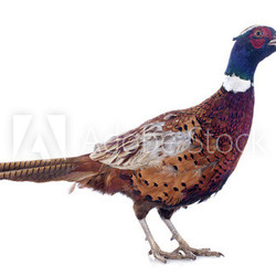 male pheasant